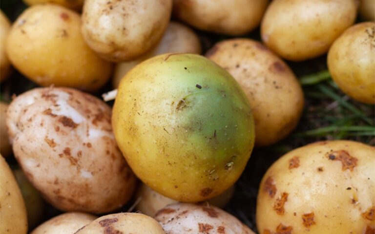 how to tell if potatoes are bad